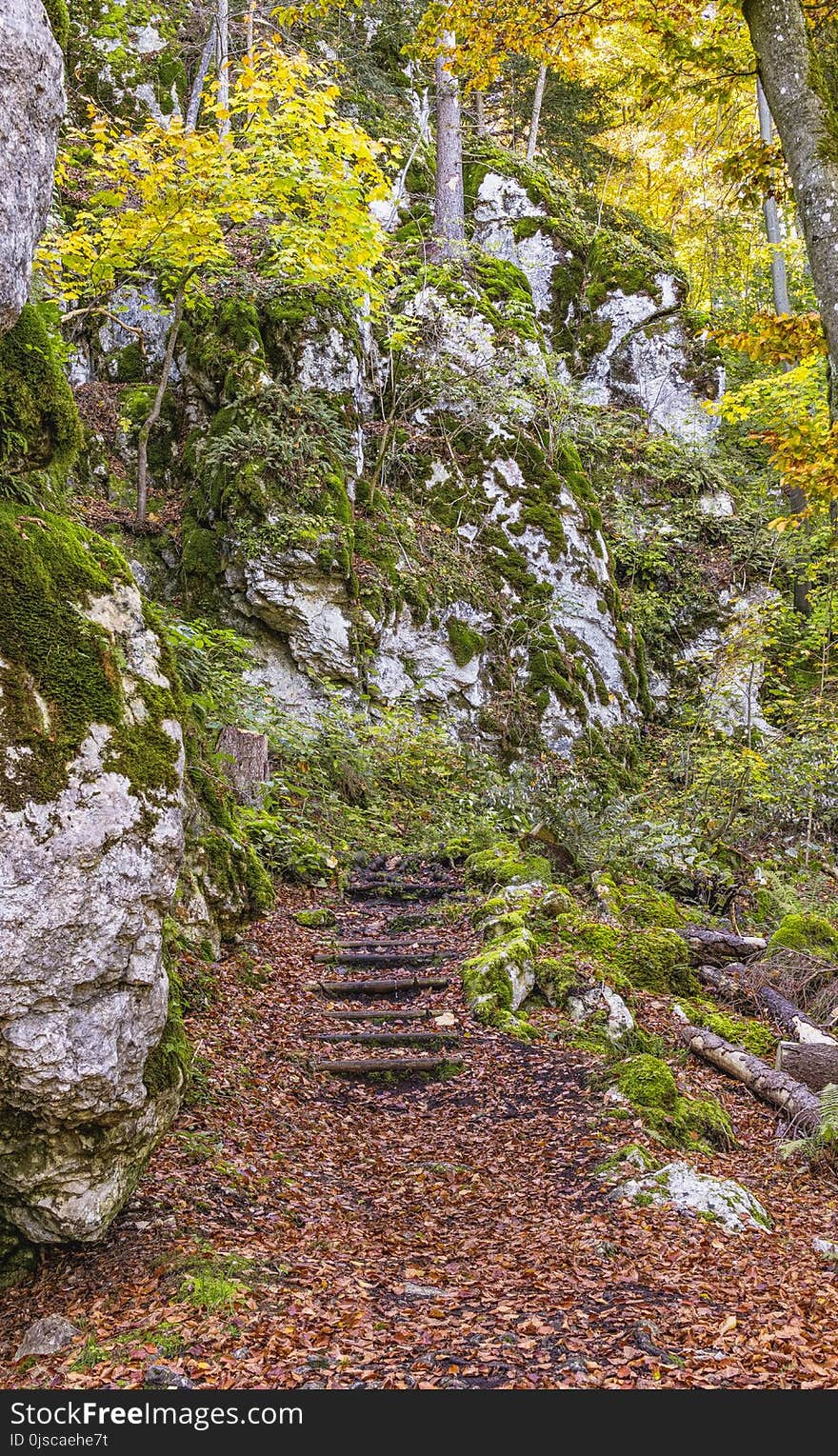 Nature, Woodland, Vegetation, Tree