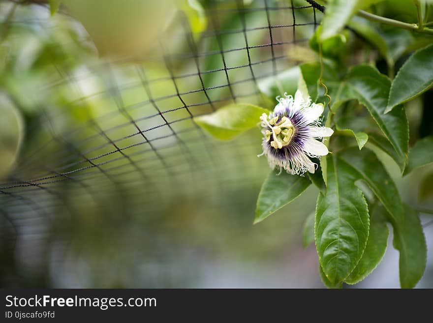 Flower, Plant, Flora, Passion Flower