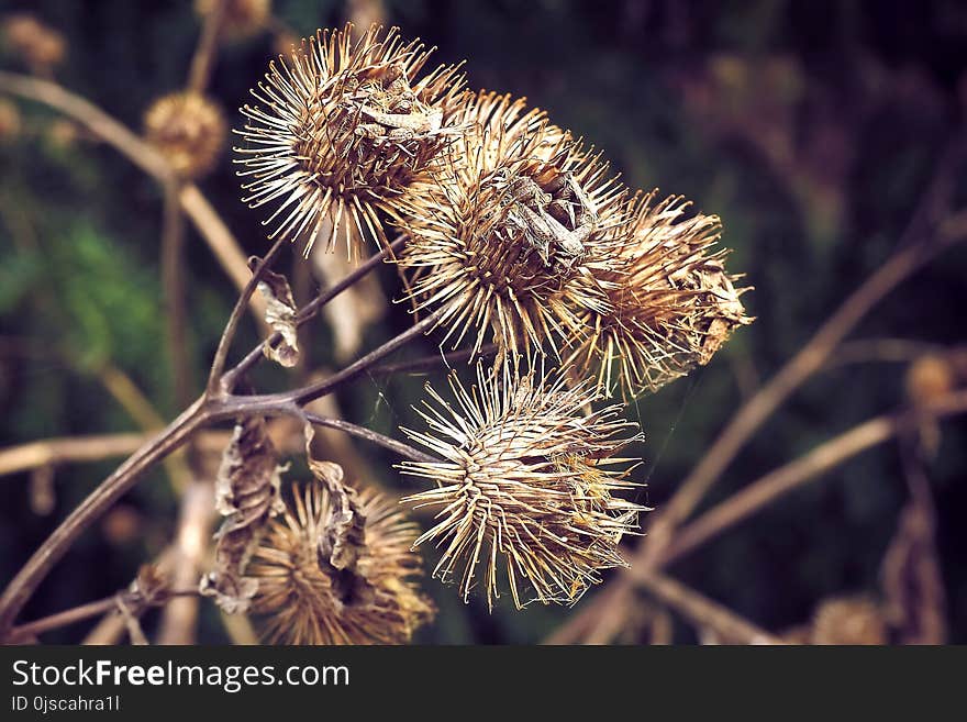 Flora, Burdock, Thorns Spines And Prickles, Greater Burdock