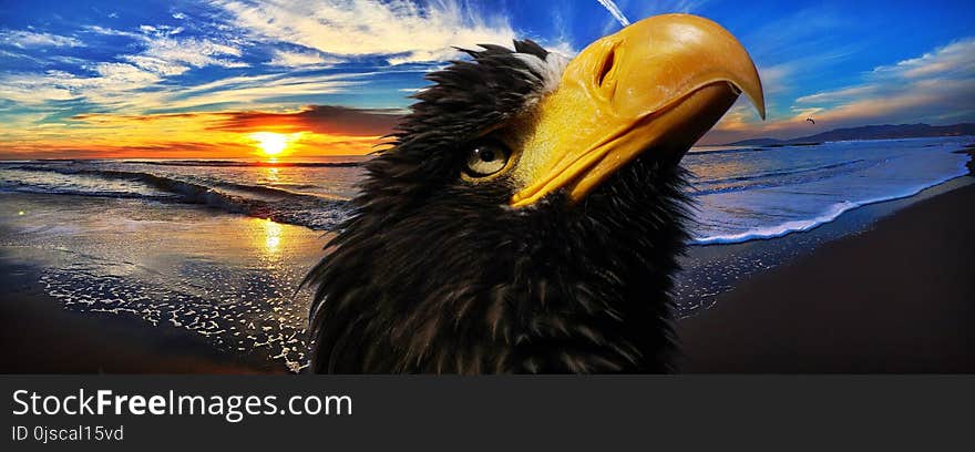 Beak, Close Up, Sky, Eagle