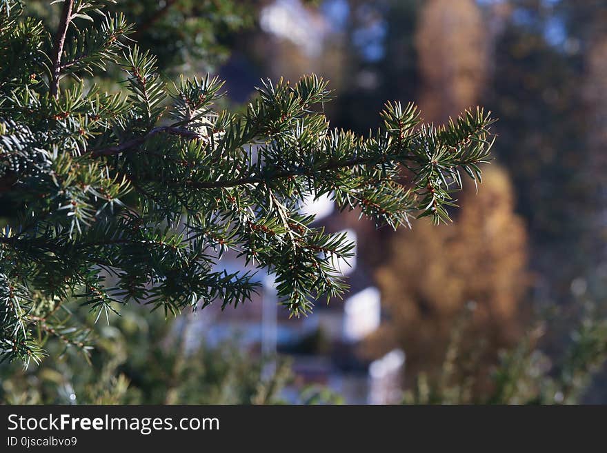 Tree, Branch, Plant, Vegetation