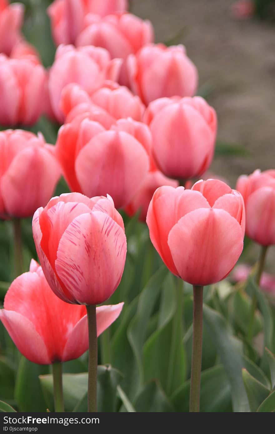 Flower, Plant, Flowering Plant, Tulip