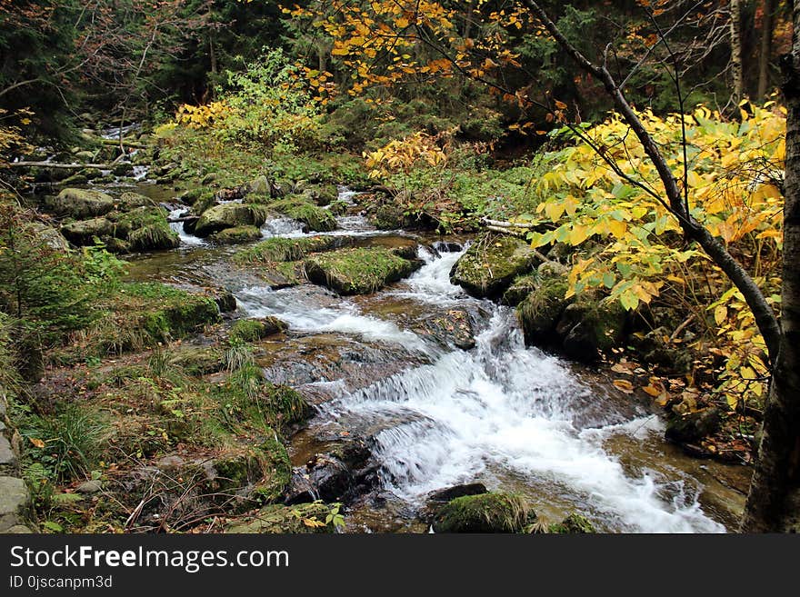 Stream, Water, Nature, Creek