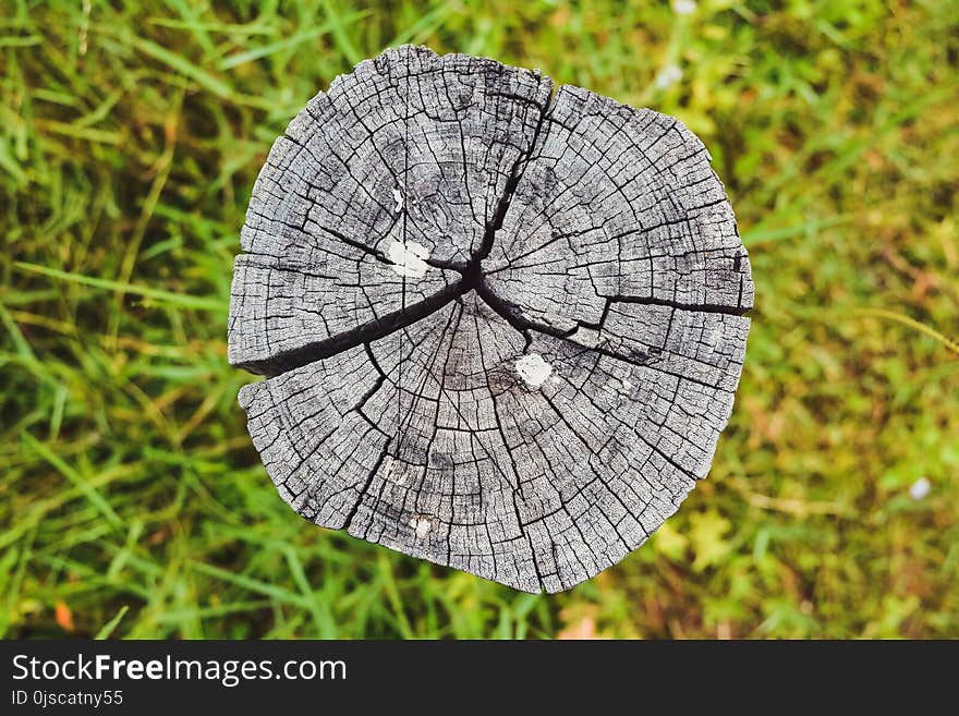 Plant, Tree, Flora, Grass