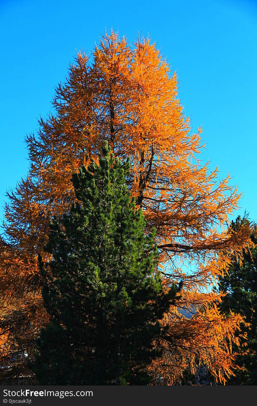 Tree, Sky, Nature, Woody Plant