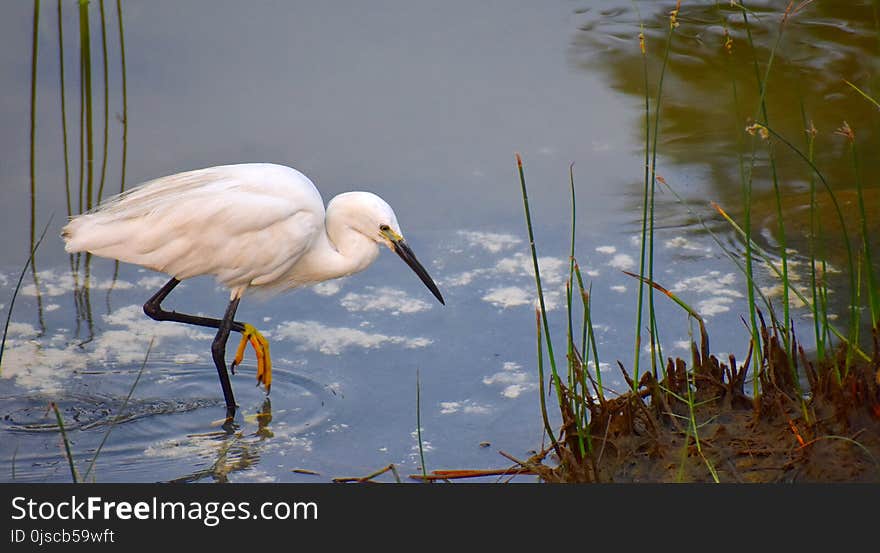 Bird, Fauna, Beak, Great Egret