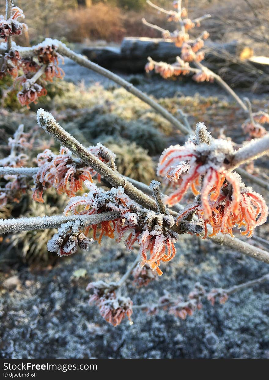 Winter, Frost, Freezing, Tree