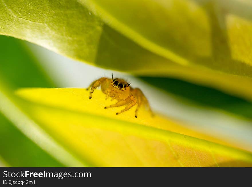 Insect, Leaf, Macro Photography, Bee