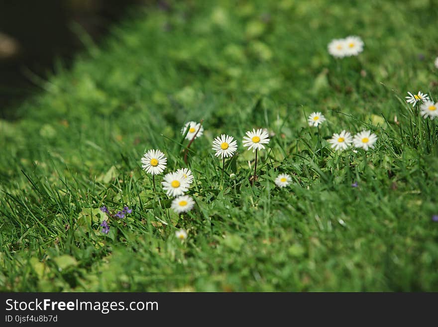 Little beautiful daisies grow in the park