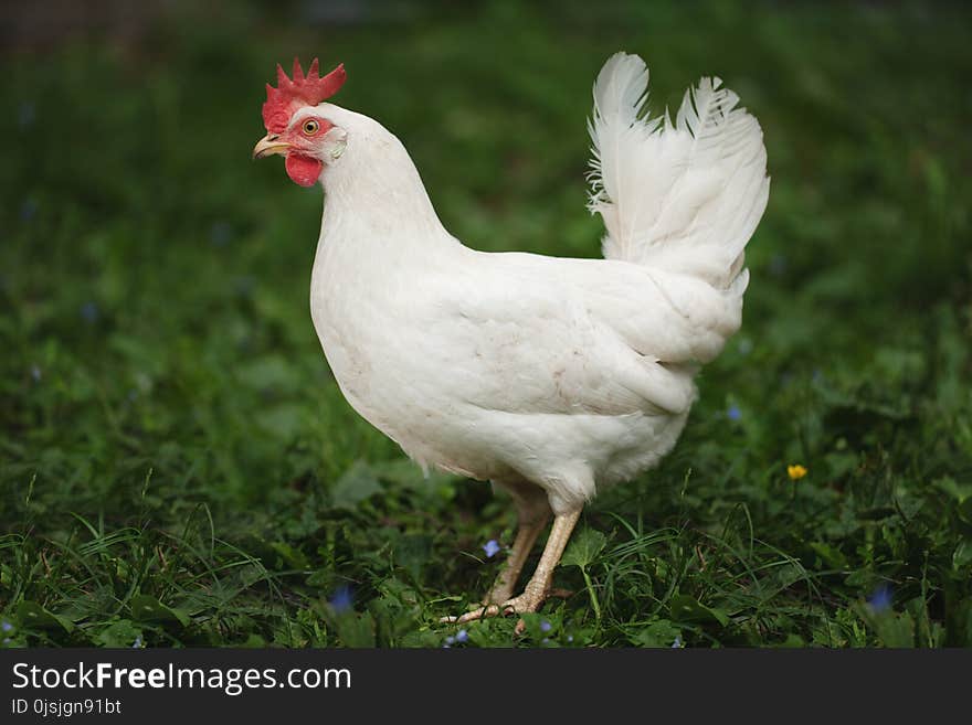 A white hen is walking along the green grass.