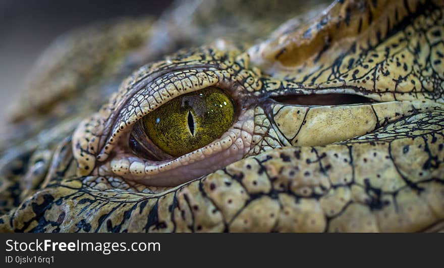 Photo of Brown and Green Reptile