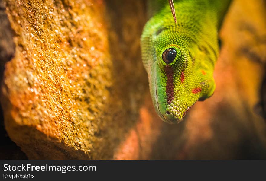 Micro Photography of a Gecko