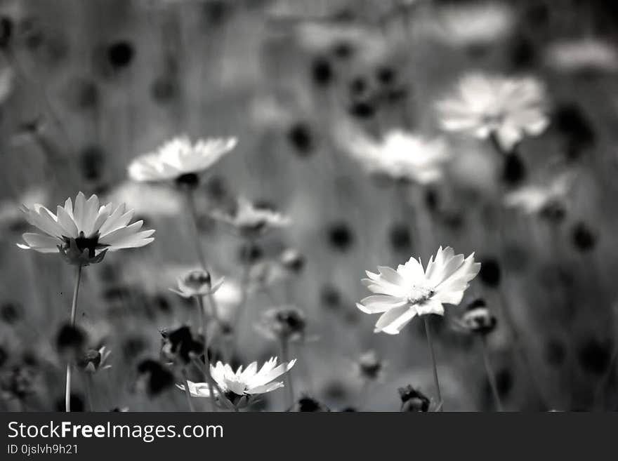 Grayscale Photography of Daisy Flowers