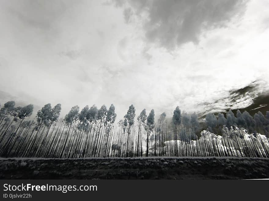 Grayscale Photo of Trees