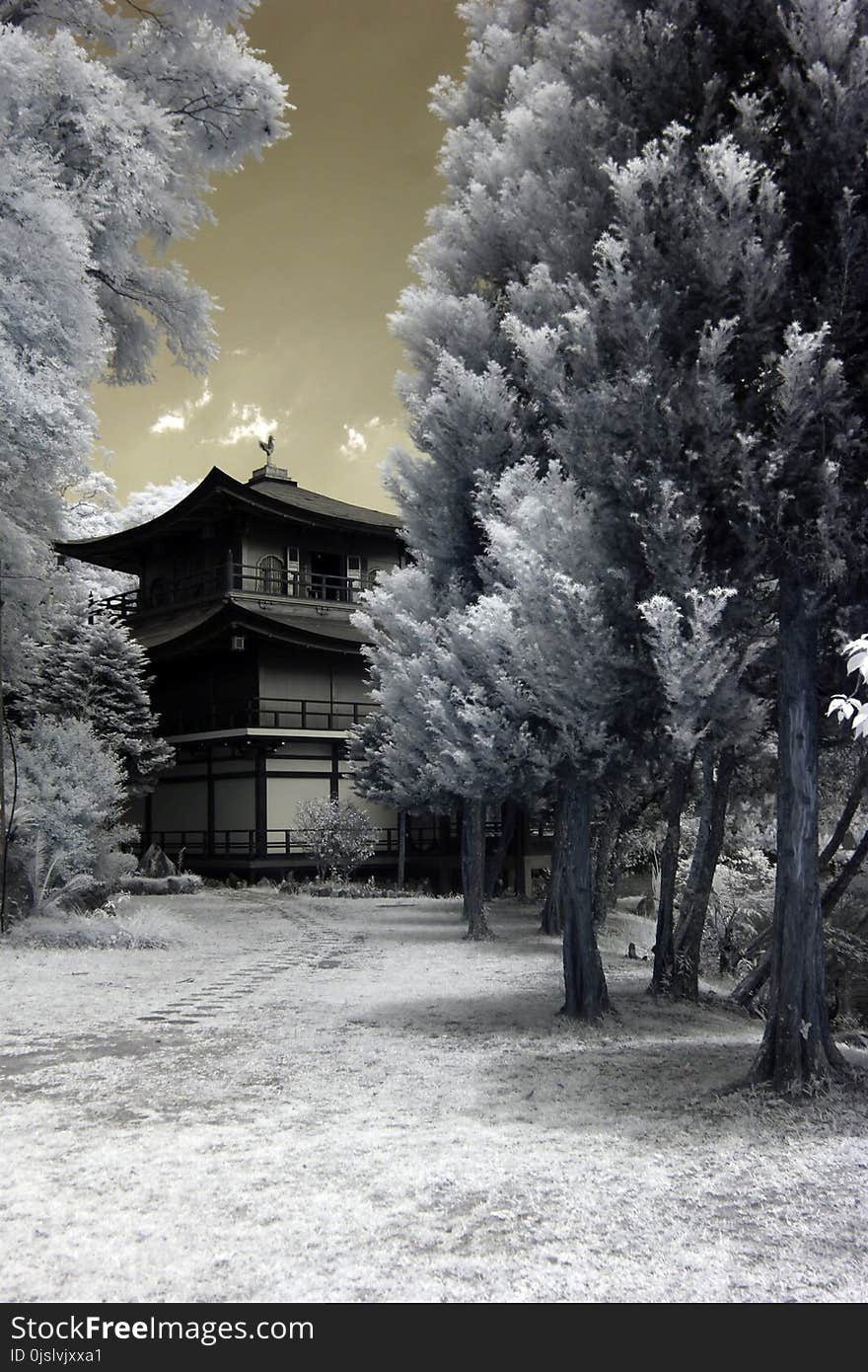 Snow Covered Trees