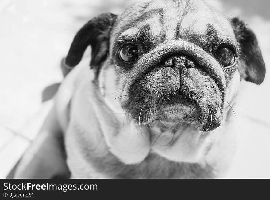 Gray Scale Photo of a Pug