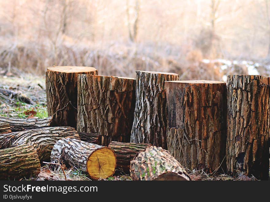 Depth of Field Photography of Brown Tree Logs