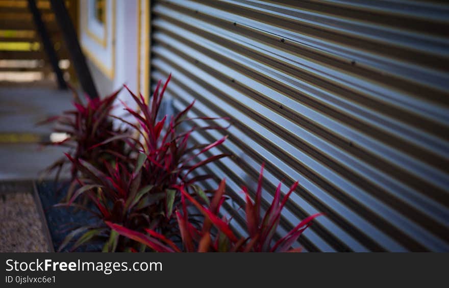 Red Plant Macro Photography