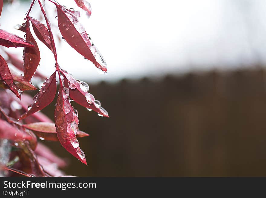 Close Up Photography of Red Leaves