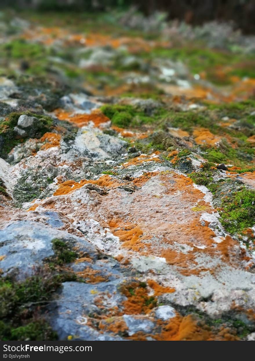 Depth of Field Photograph of Green and Brown Mosses