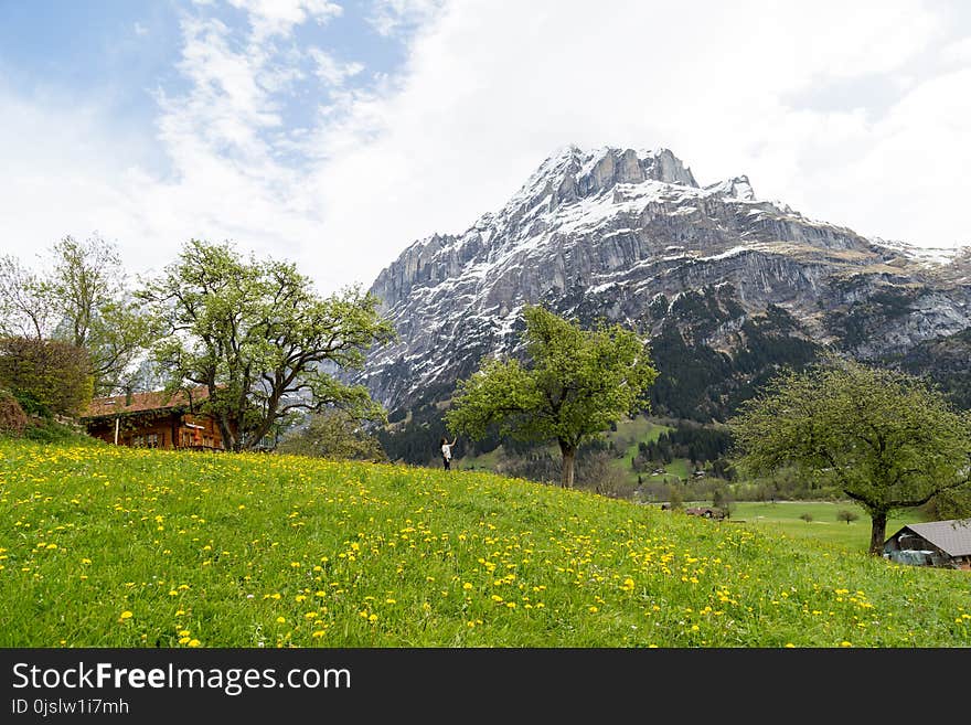 Person Standing on a Hill Under a Tree