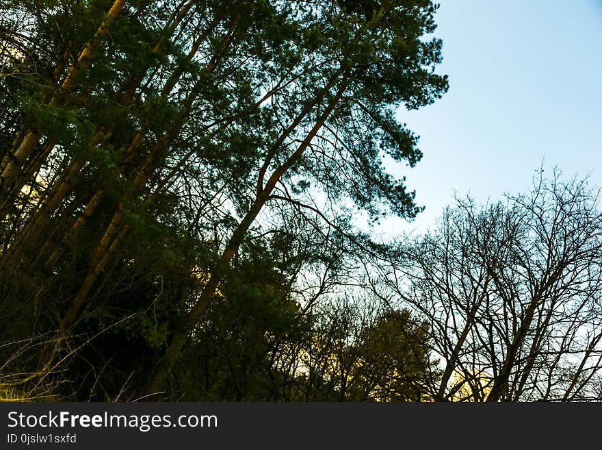 Photo of Green Leaf Trees