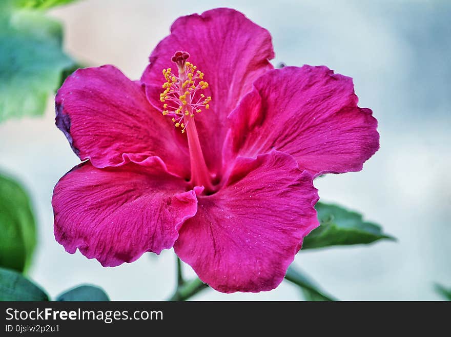 Pink Hibiscus Flower