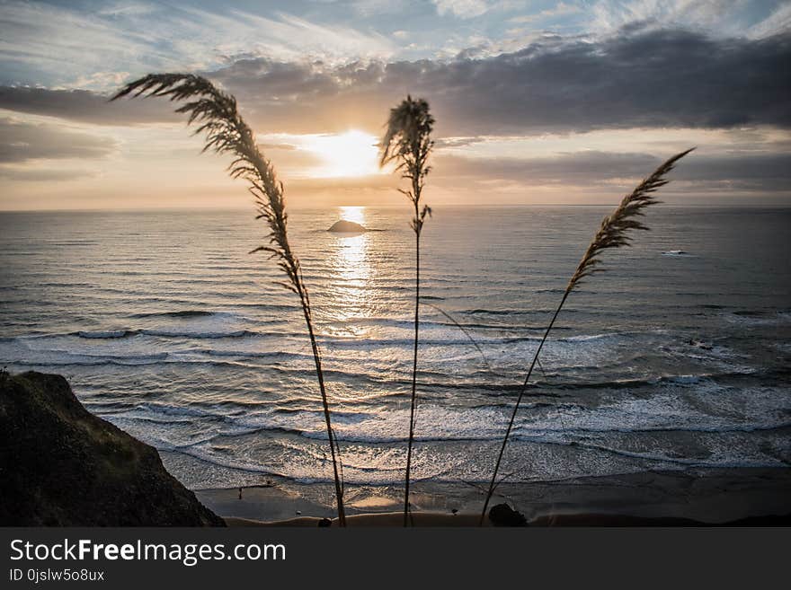 Silhouette Photograph of Grass Beside Seashore