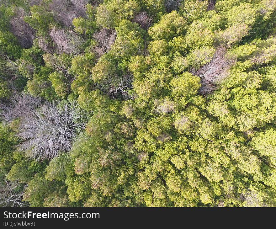 Aerial Photo of Green Forest Trees