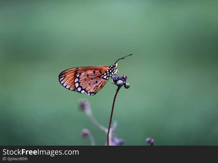 Brown and Black Shallow Focus Photography of a Butterfly