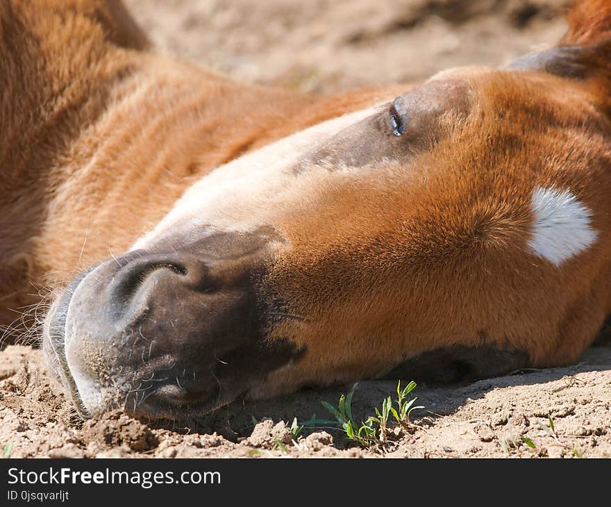 A Suffolk Punch foal lays down asleep in a paddock. A Suffolk Punch foal lays down asleep in a paddock.