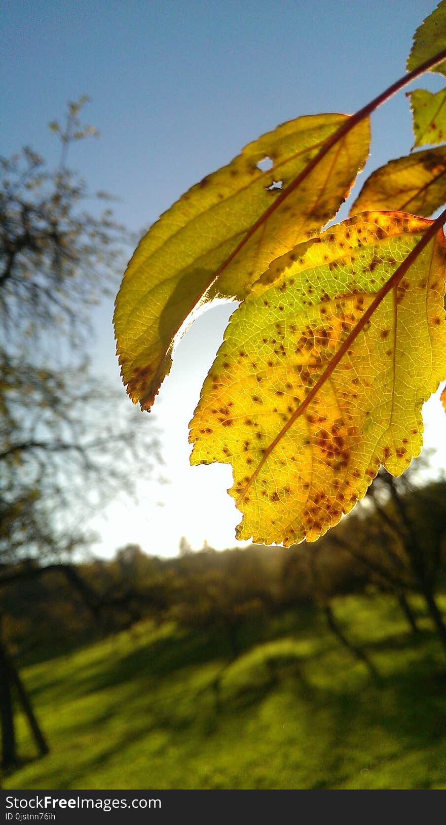 Leaf, Yellow, Autumn, Sky