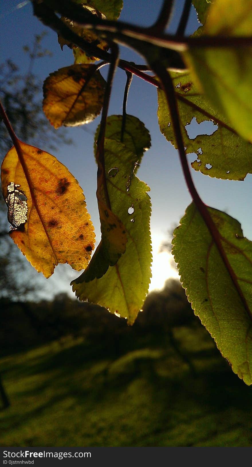 Leaf, Branch, Flora, Tree