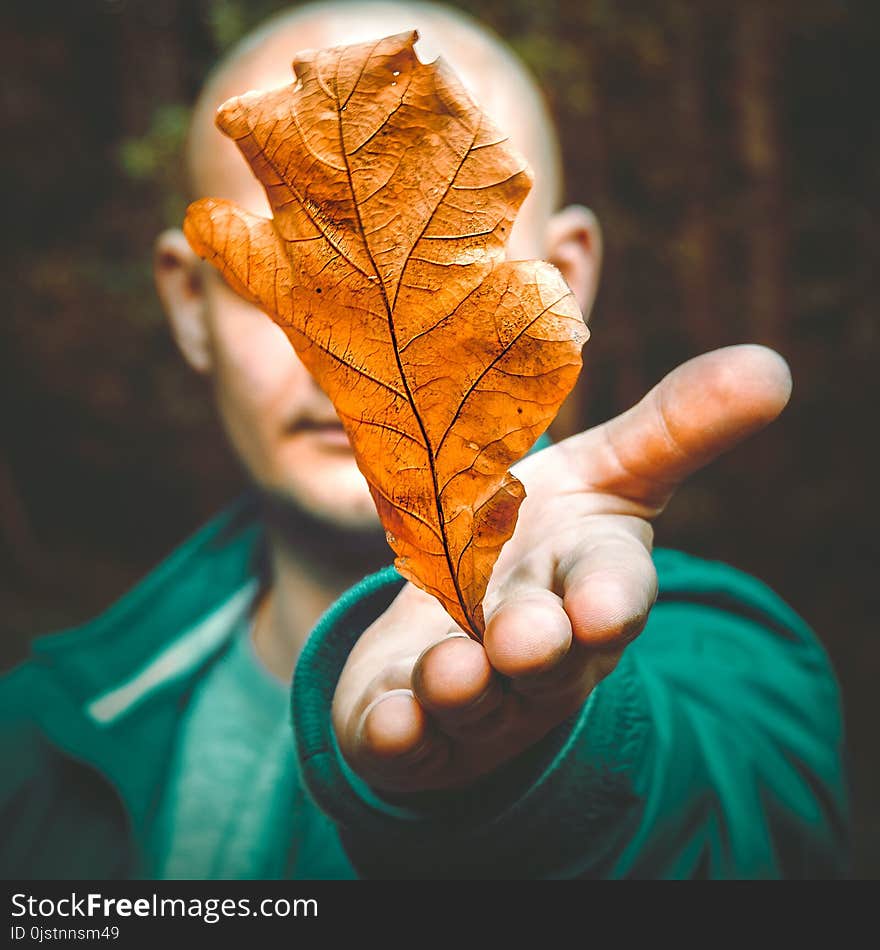 Leaf, Close Up, Autumn, Plant