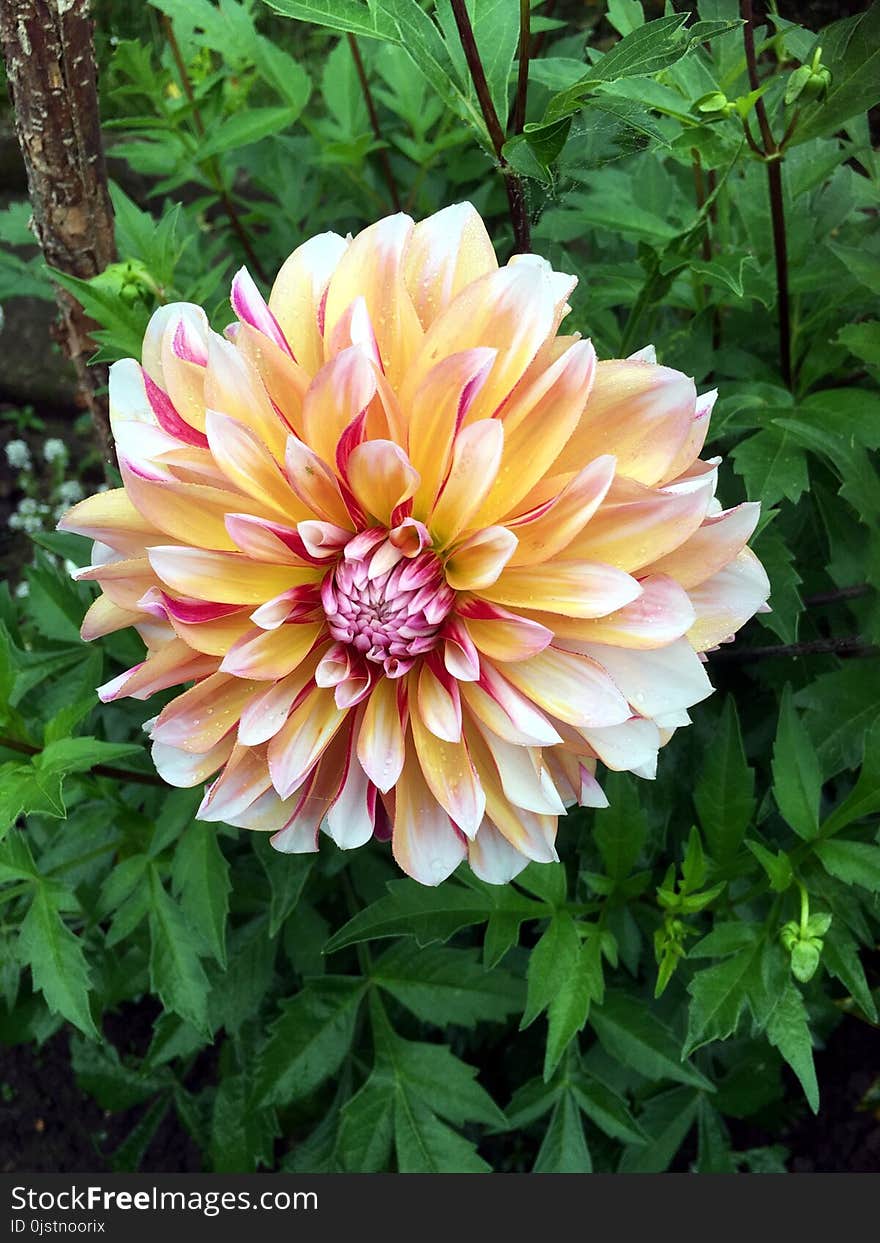 Flower, Plant, Flowering Plant, Dahlia