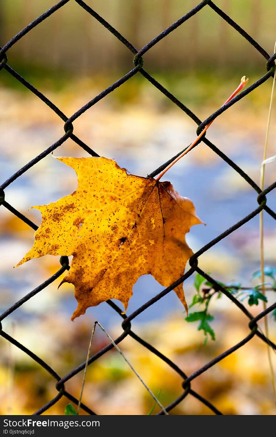 Leaf, Yellow, Branch, Autumn