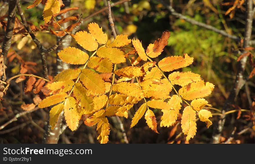 Leaf, Autumn, Deciduous, Vegetation