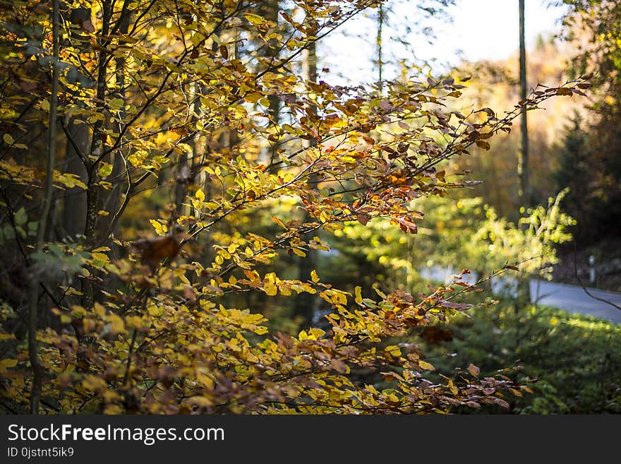 Yellow, Nature, Leaf, Autumn