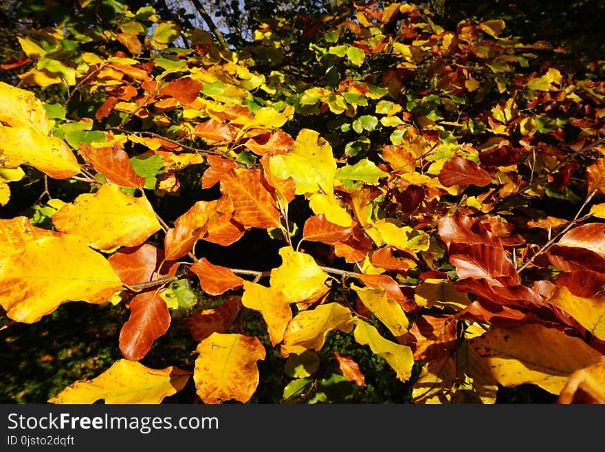 Leaf, Yellow, Autumn, Plant