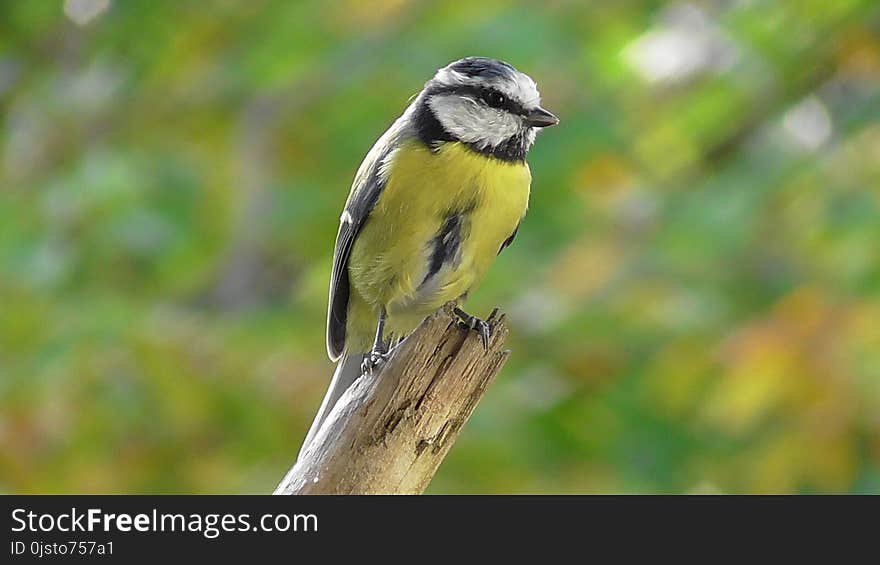 Bird, Beak, Fauna, Finch