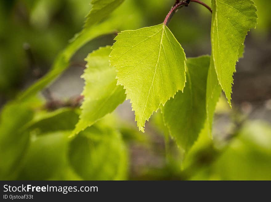 Leaf, Close Up, Branch, Tree