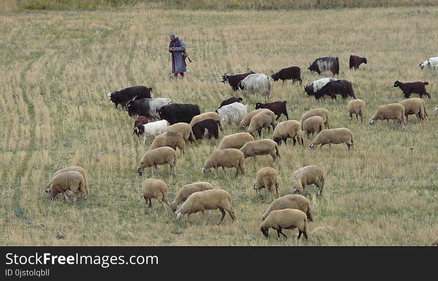 Herd, Ecosystem, Grassland, Grazing