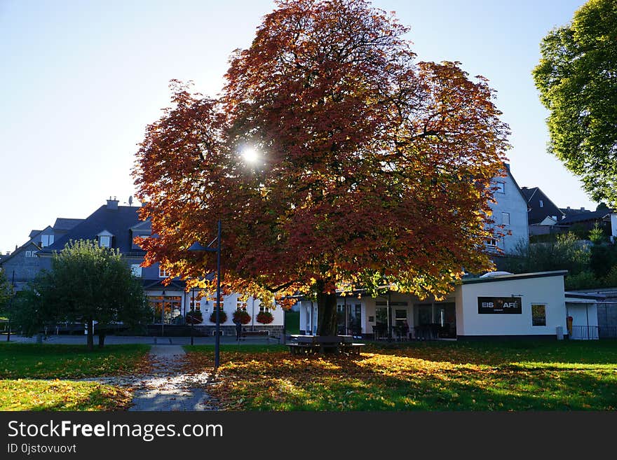 Tree, Nature, Leaf, Woody Plant