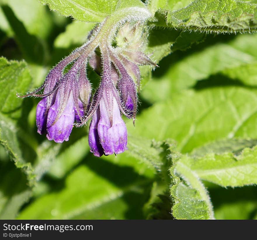 Plant, Flora, Comfrey, Herb