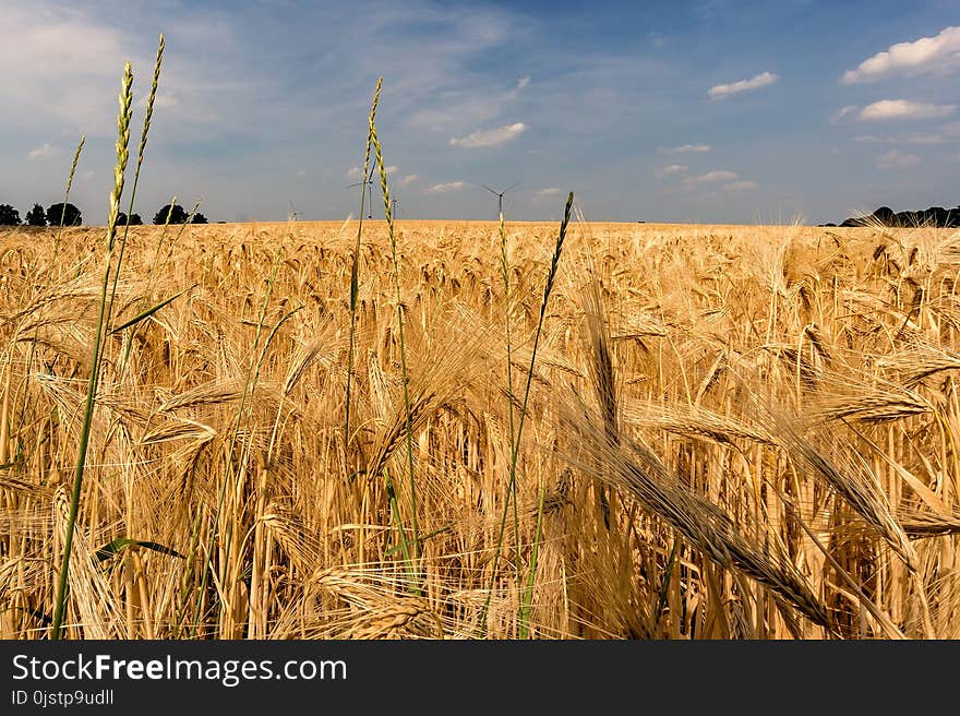 Wheat, Food Grain, Crop, Field