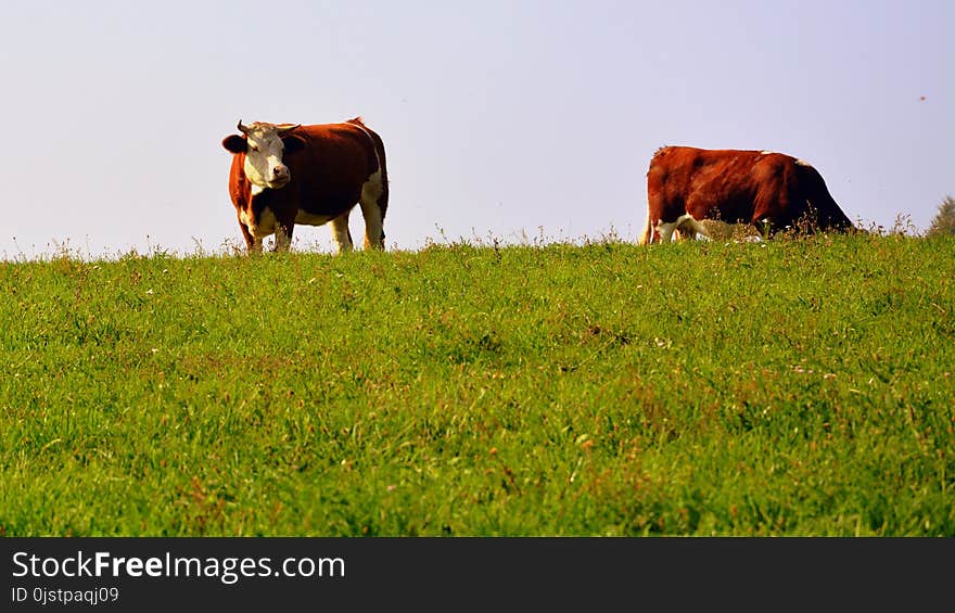 Grassland, Pasture, Grazing, Cattle Like Mammal