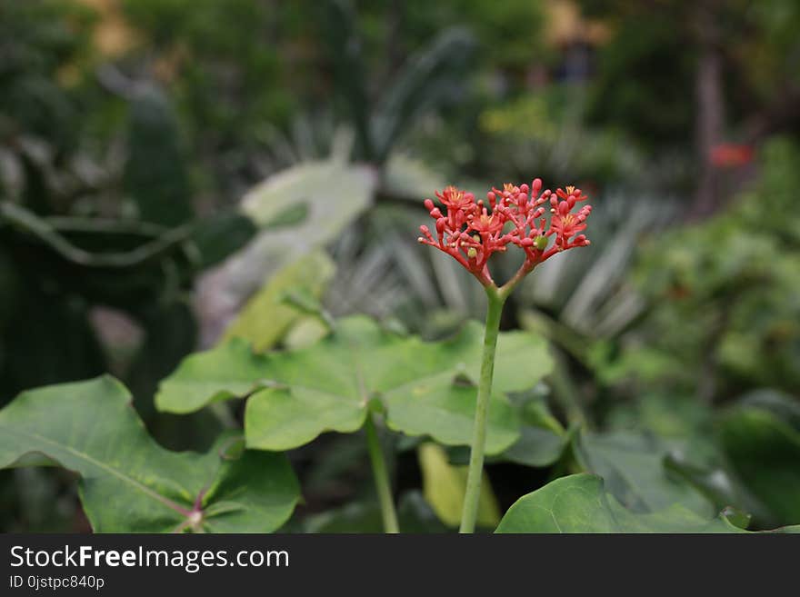 Plant, Flora, Vegetation, Flower