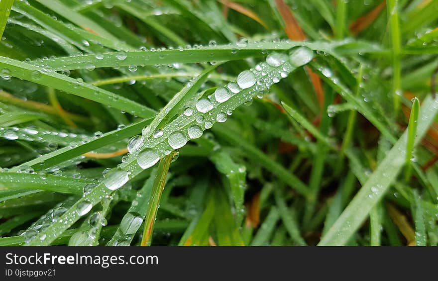 Water, Dew, Grass, Moisture