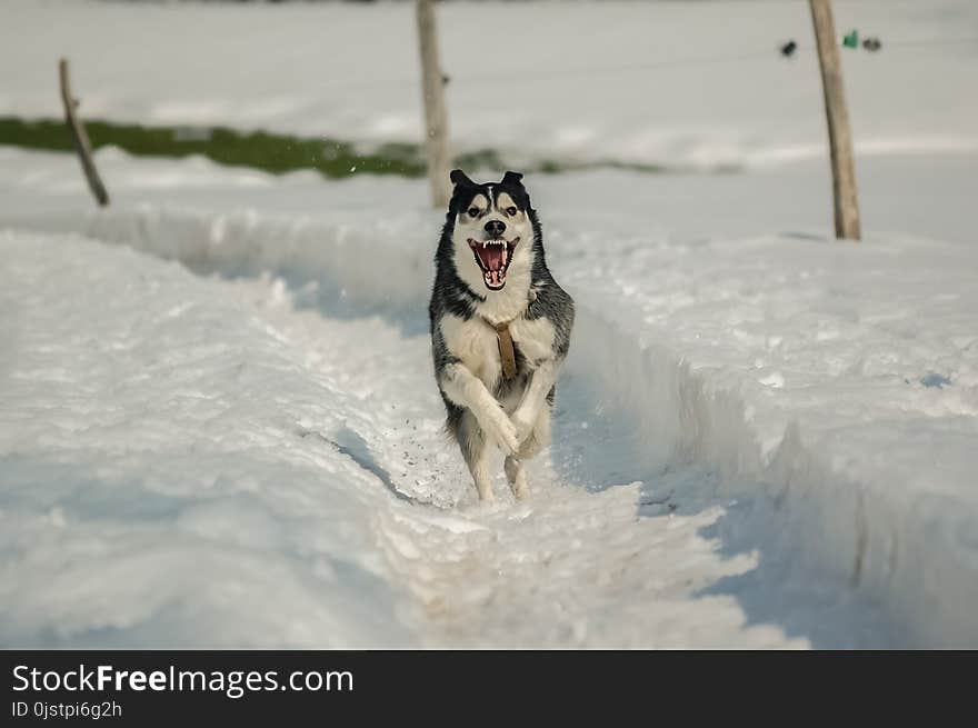 Dog, Dog Like Mammal, Siberian Husky, Snow