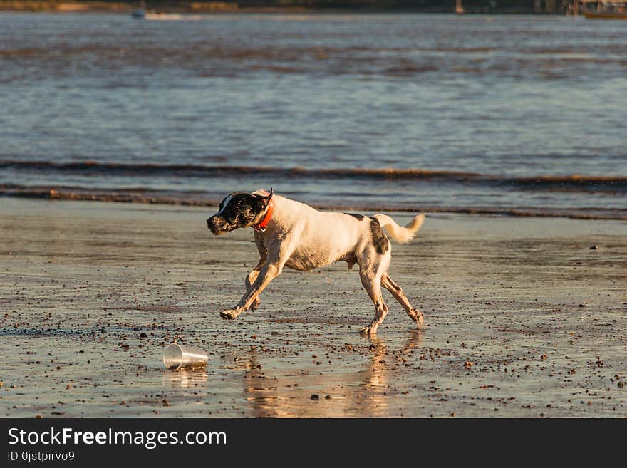 Dog, Dog Like Mammal, Water, Sand